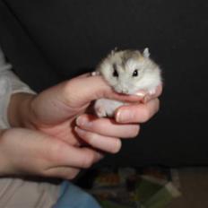 Dværghamster Louie (Bamse)