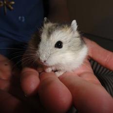 Dværghamster Louie (Bamse)