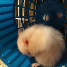 Hamster Pjuske *Savnet* 