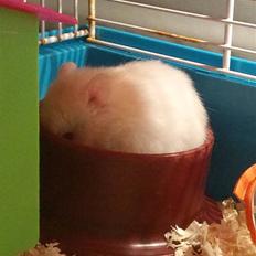 Hamster Pjuske *Savnet* 