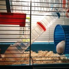 Hamster Pjuske *Savnet* 