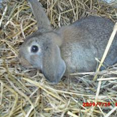 Kanin Mimis <3  (Solgt)