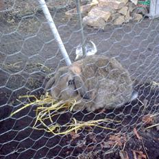 Kanin Mimis <3  (Solgt)