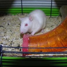 Tamrotte »•Motti af Visby•«(R.I.P)