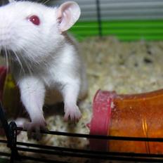 Tamrotte »•Motti af Visby•«(R.I.P)