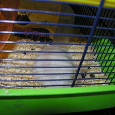 Tamrotte »•Motti af Visby•«(R.I.P)