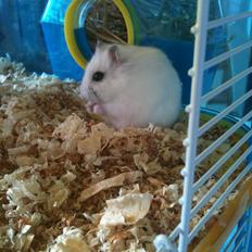 Dværghamster spunk (løbet væk)