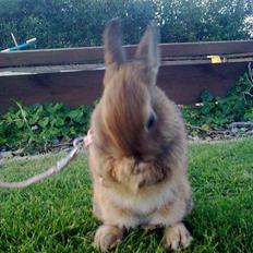 Kanin Diamond <3 (Solgt)