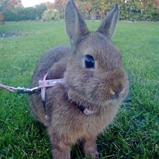 Kanin Diamond <3 (Solgt)