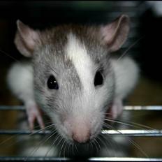 Tamrotte Visby's Dolly