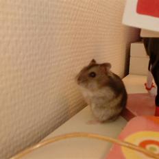 Dværghamster Trekløver's Yasmin Baby