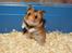 Hamster Rody - Velkommen til Rody´s profil! Fotograf: mig selv.