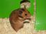 Hamster Rody - Fotograf: Mig selv. : )