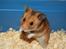 Hamster Rody - Fotograf: Mig selv. : )