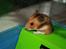 Hamster Rody - Fotograf: Mig selv. : )