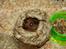 Hamster Rody