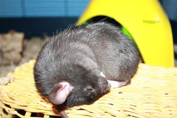 Tamrotte Artesia's Vanille - Vanille sover på kurven :D billede 11