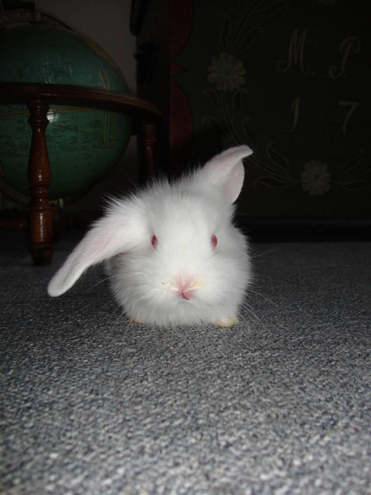 Kanin Kokos billede 1