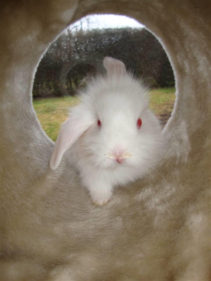 Kanin Kokos billede 2