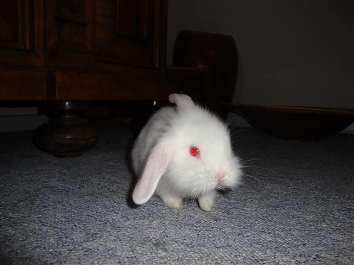 Kanin Kokos billede 3