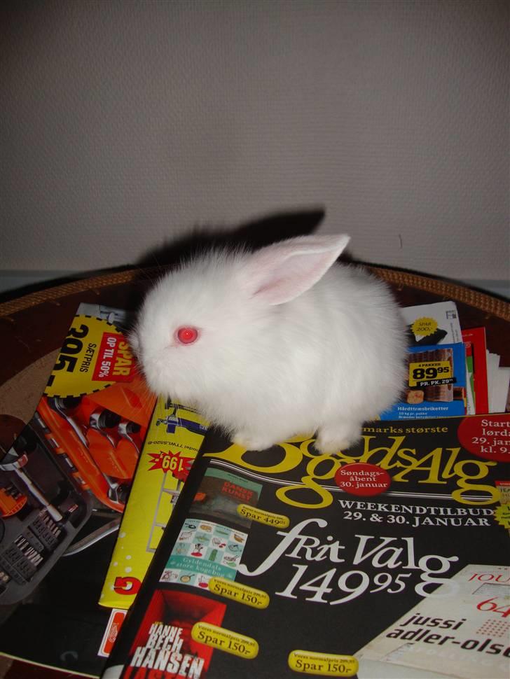 Kanin Kokos billede 4