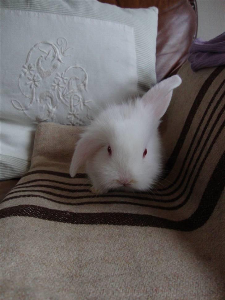 Kanin Kokos billede 5