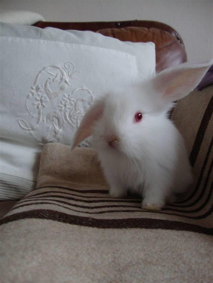 Kanin Kokos billede 6