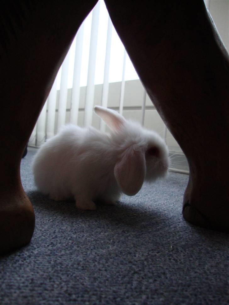 Kanin Kokos billede 7