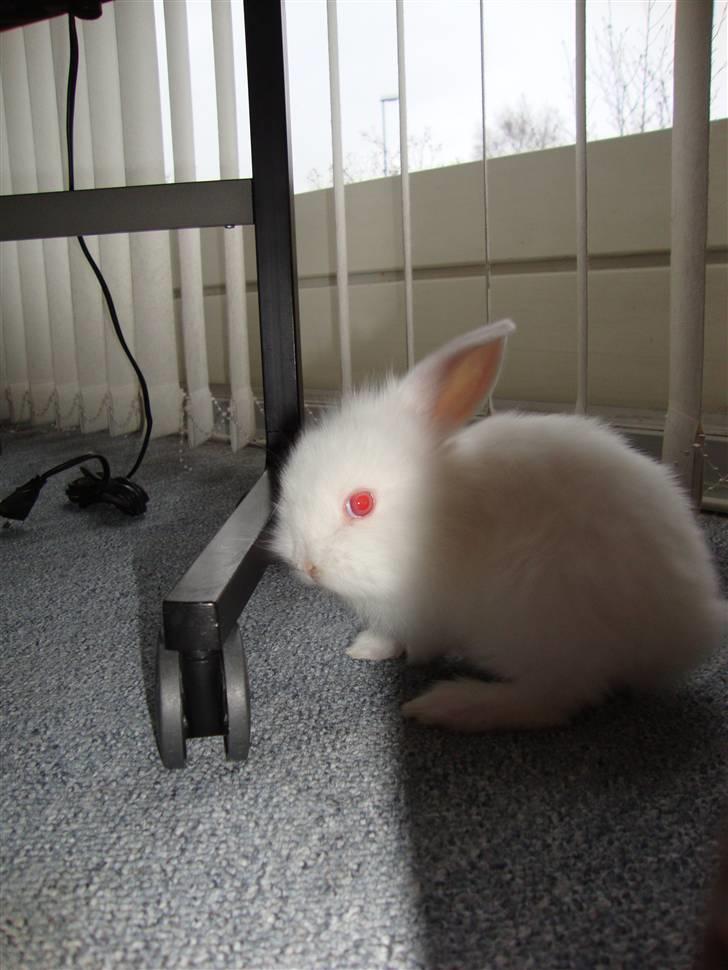 Kanin Kokos billede 8