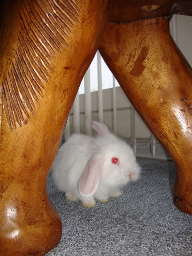 Kanin Kokos billede 9