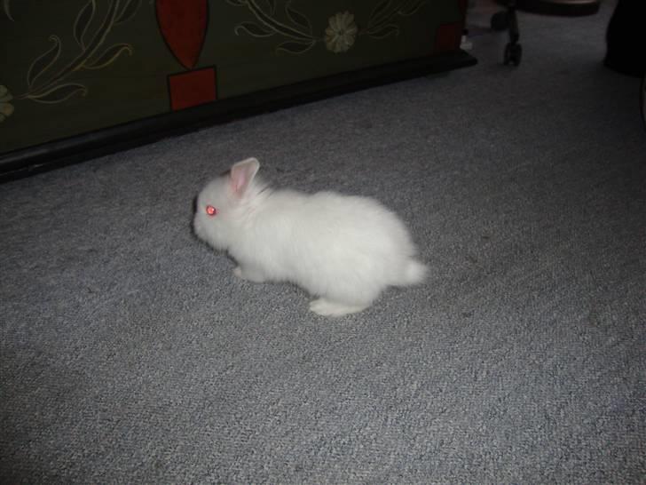 Kanin Kokos billede 10