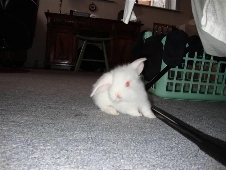 Kanin Kokos billede 11