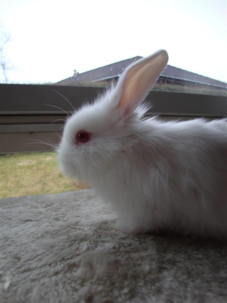 Kanin Kokos billede 13