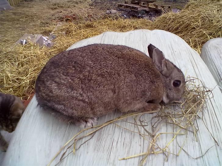 Kanin Luna billede 1