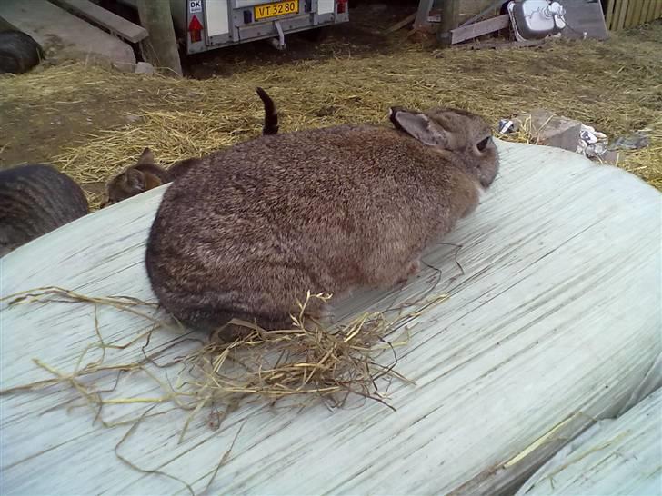 Kanin Luna billede 2