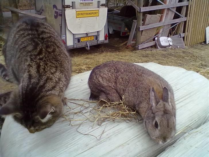 Kanin Luna billede 3