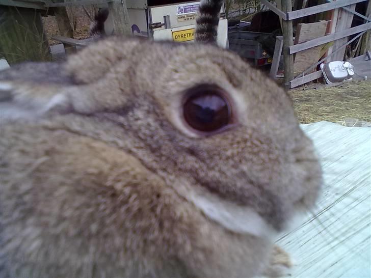 Kanin Luna billede 4