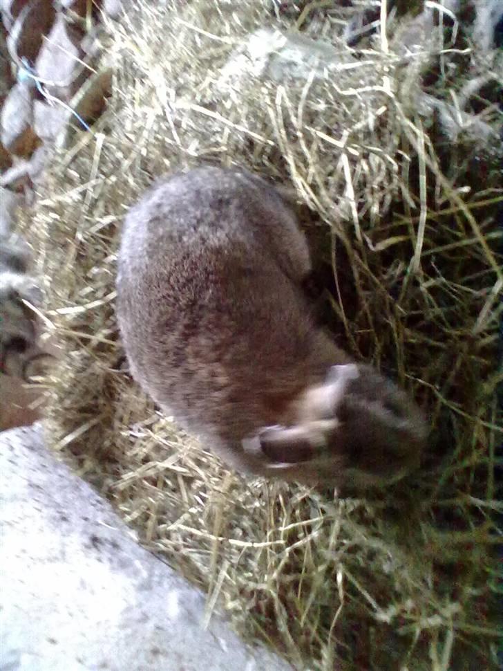 Kanin Luna billede 5