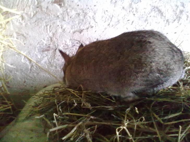 Kanin Luna billede 6