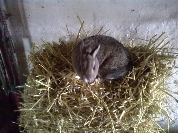 Kanin Luna billede 8