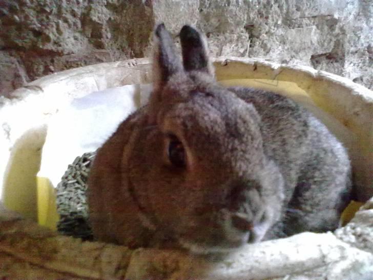 Kanin Luna billede 9