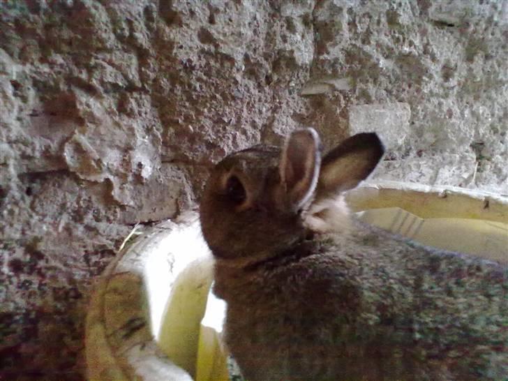 Kanin Luna billede 10