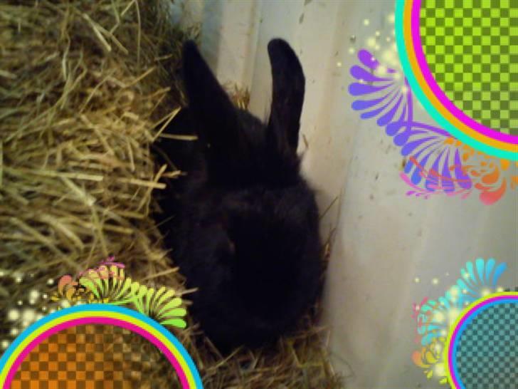 Kanin Snuske billede 15