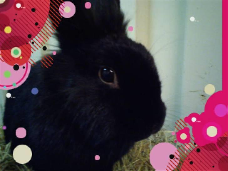 Kanin Snuske billede 16