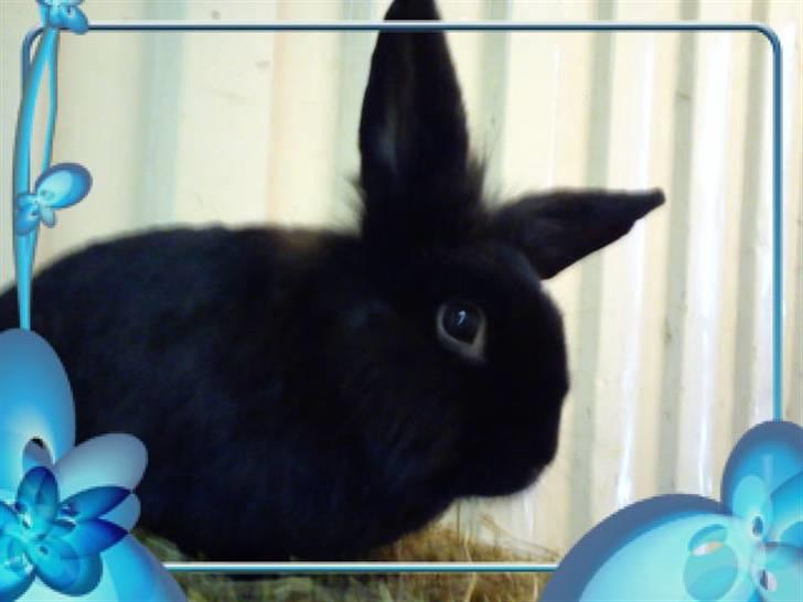 Kanin Snuske billede 18