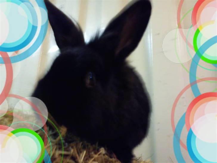 Kanin Snuske billede 19