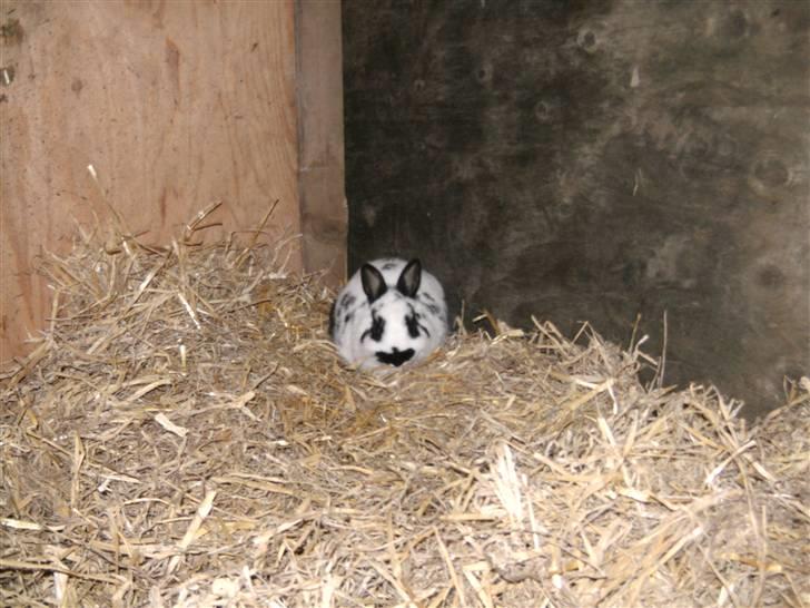 Kanin hr. Sursen billede 1