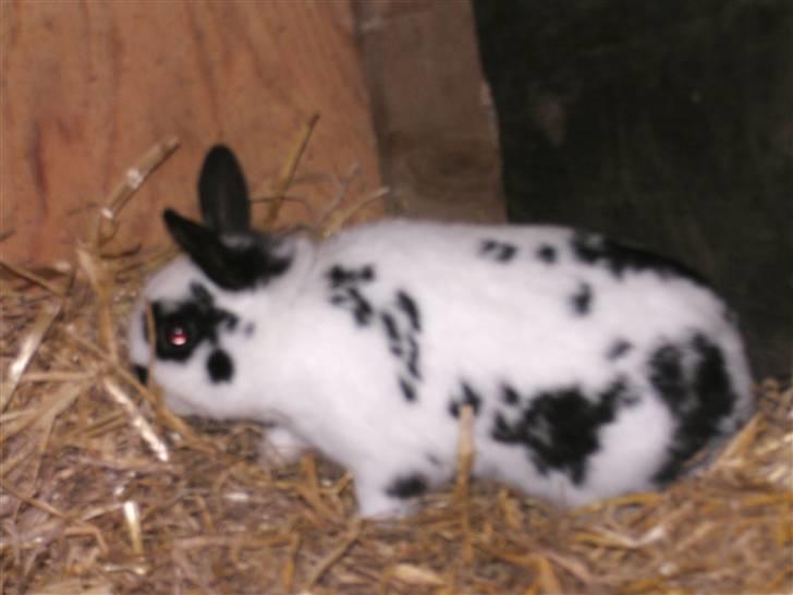 Kanin hr. Sursen billede 2