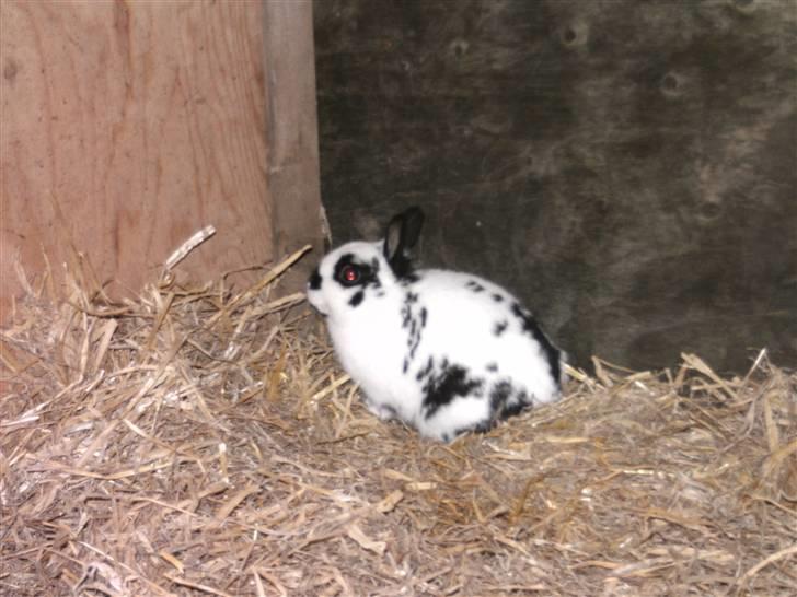 Kanin hr. Sursen billede 3