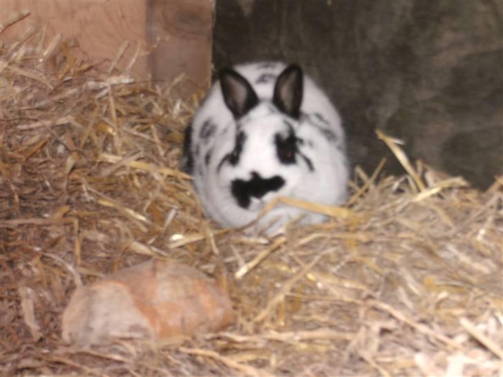 Kanin hr. Sursen billede 4